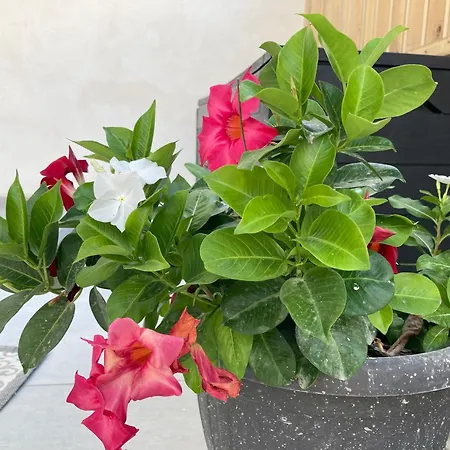 Almarea Open Space Di Sulemmari *