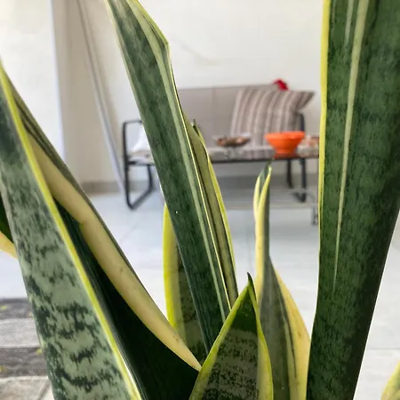 Almarea Open Space Di Sulemmari *